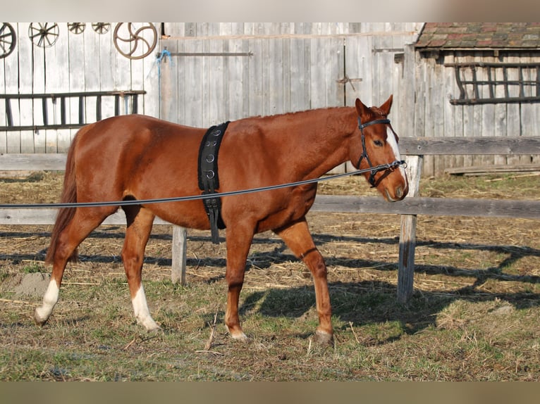 Cheval de sport hongrois Hongre 3 Ans 163 cm Alezan brûlé in Écs