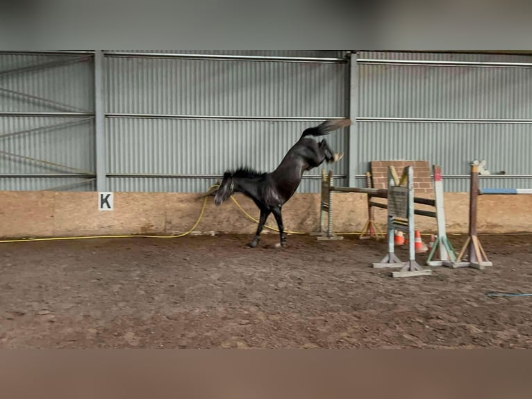 Cheval de sport hongrois Hongre 3 Ans 165 cm Gris in Szolnok