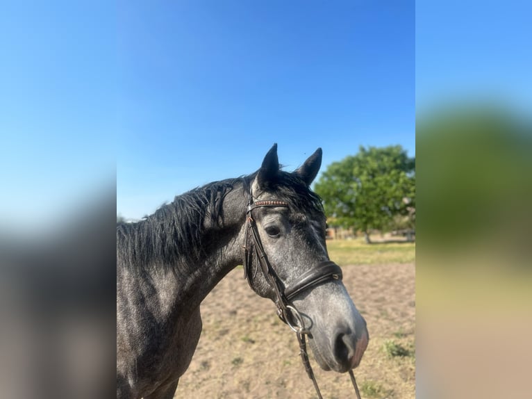 Cheval de sport hongrois Hongre 3 Ans 165 cm Gris in Szolnok