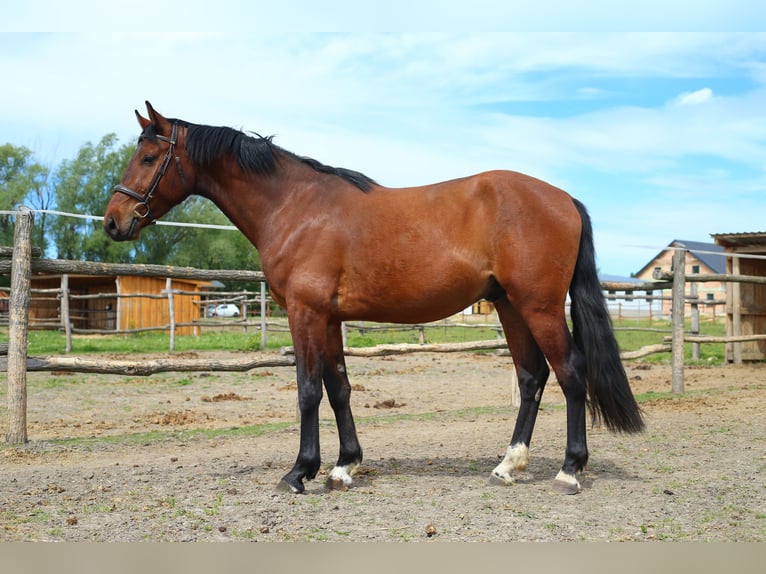 Cheval de sport hongrois Hongre 3 Ans 170 cm Bai cerise in Ajka