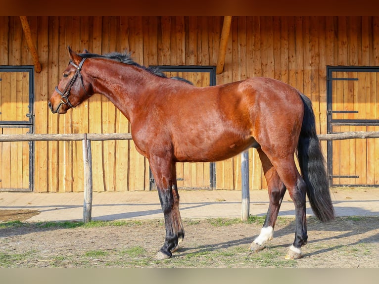 Cheval de sport hongrois Hongre 3 Ans 170 cm Noir in Ajka