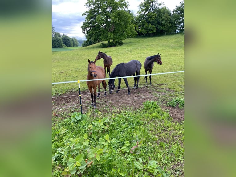 Cheval de sport hongrois Hongre 3 Ans Bai in Pittenhart