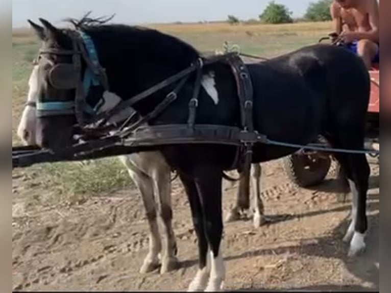 Cheval de sport hongrois Hongre 4 Ans 130 cm Noir in Tass