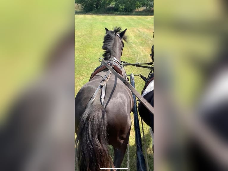 Cheval de sport hongrois Hongre 4 Ans 130 cm Noir in Tass