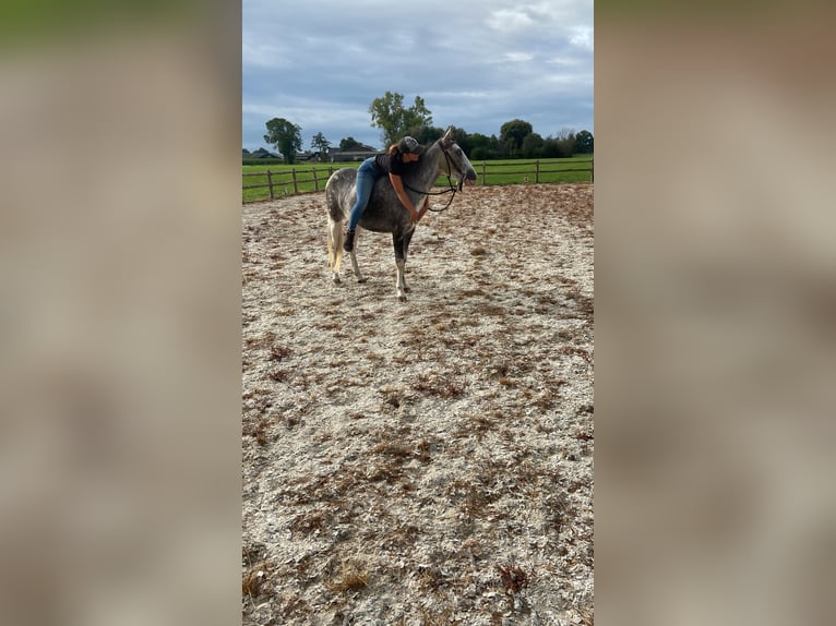 Cheval de sport hongrois Croisé Hongre 4 Ans 135 cm Pinto in Lunteren