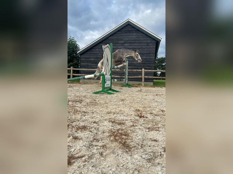 Cheval de sport hongrois Croisé Hongre 4 Ans 135 cm Pinto in Lunteren