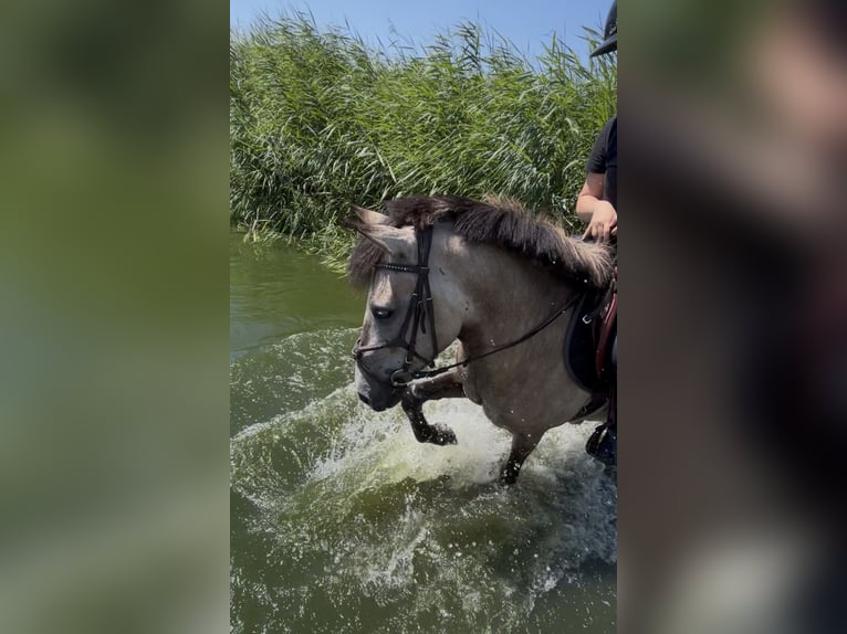 Cheval de sport hongrois Hongre 4 Ans 143 cm Bai clair in Rotterdam