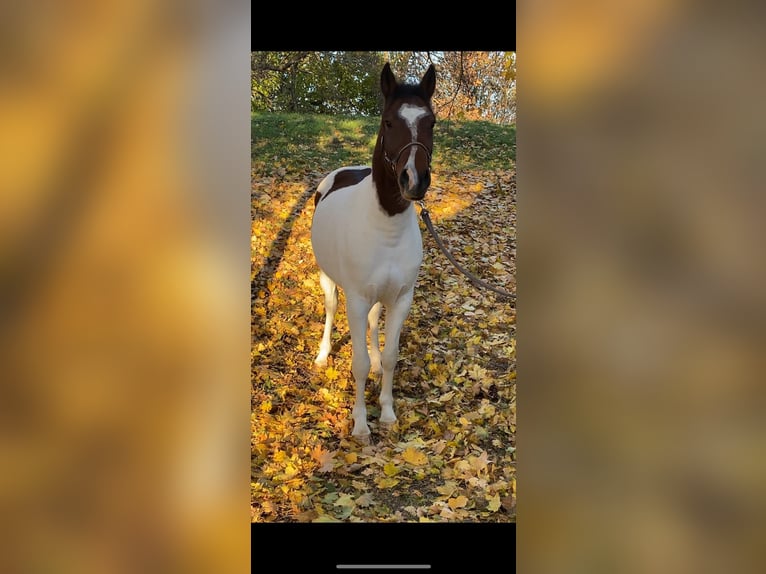 Cheval de sport hongrois Croisé Hongre 4 Ans 143 cm Pinto in Matzersdorf