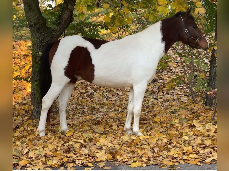 Cheval de sport hongrois Croisé Hongre 4 Ans 143 cm Pinto in Matzersdorf