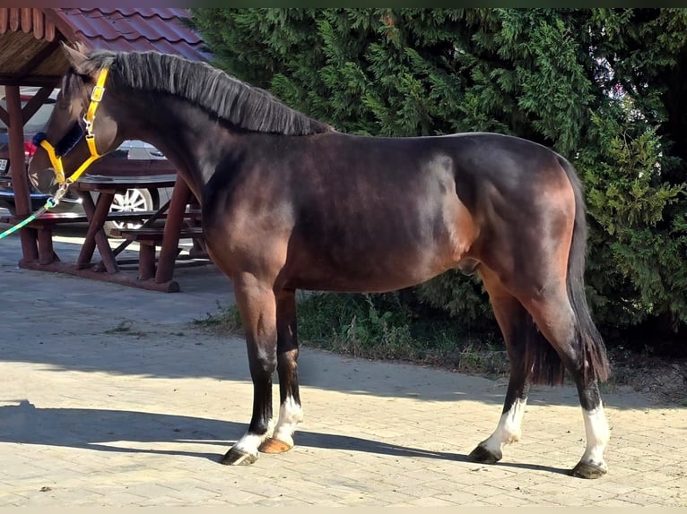 Cheval de sport hongrois Hongre 4 Ans 145 cm Bai brun in Ried am Riederberg