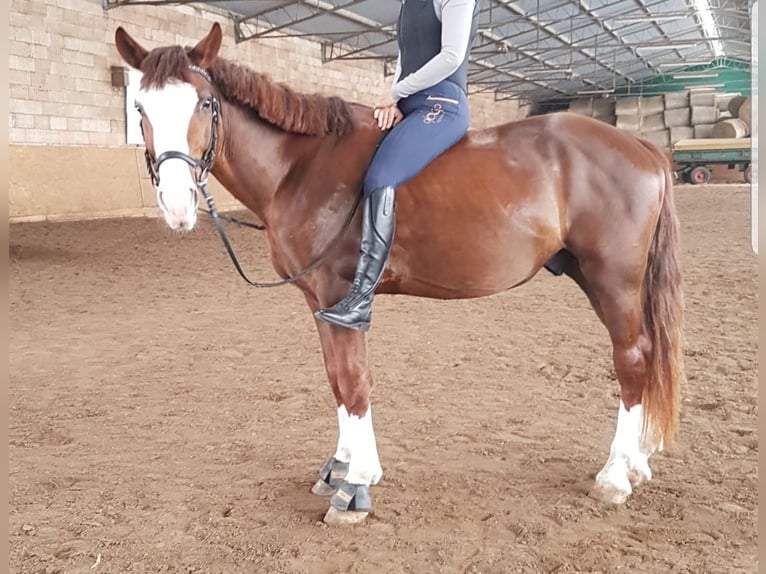 Cheval de sport hongrois Croisé Hongre 4 Ans 152 cm Alezan in Berlin