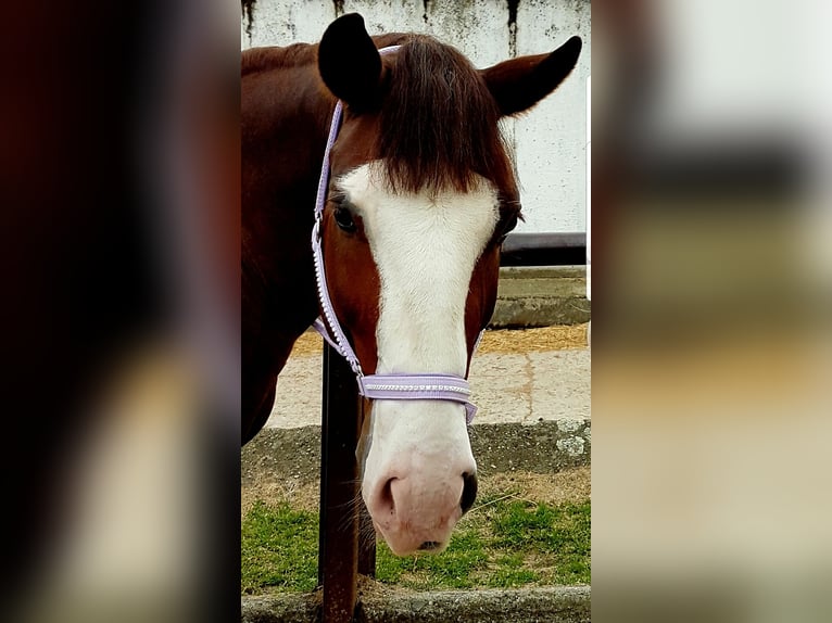 Cheval de sport hongrois Croisé Hongre 4 Ans 152 cm Alezan in Berlin