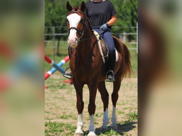 Cheval de sport hongrois Croisé Hongre 4 Ans 152 cm Alezan in Berlin