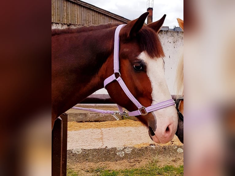 Cheval de sport hongrois Croisé Hongre 4 Ans 152 cm Alezan in Berlin