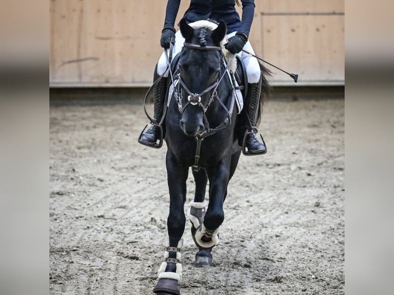 Cheval de sport hongrois Hongre 4 Ans 153 cm Bai brun in Winkel