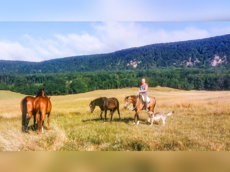 Cheval de sport hongrois Hongre 4 Ans 158 cm Buckskin in Lad&#xE1;nybene