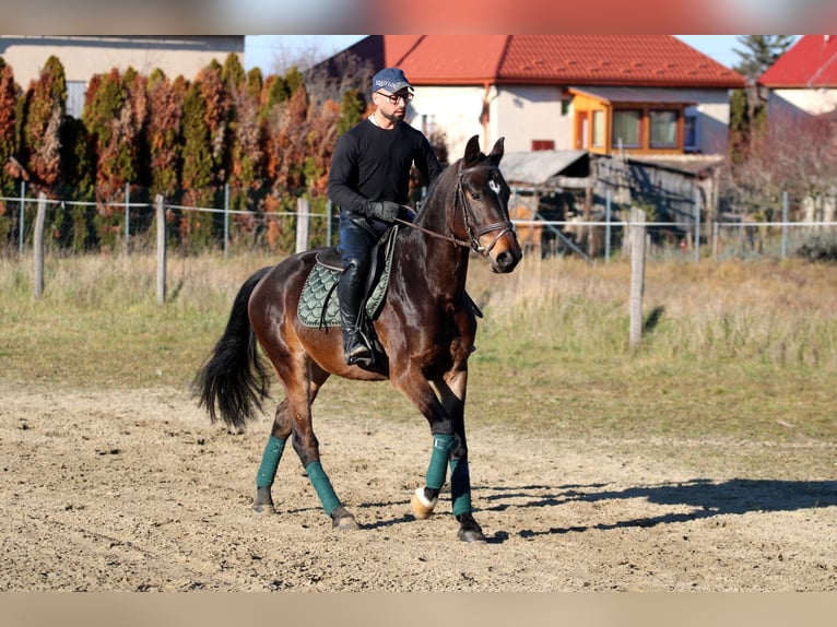 Cheval de sport hongrois Hongre 4 Ans 160 cm Bai brun in Réde