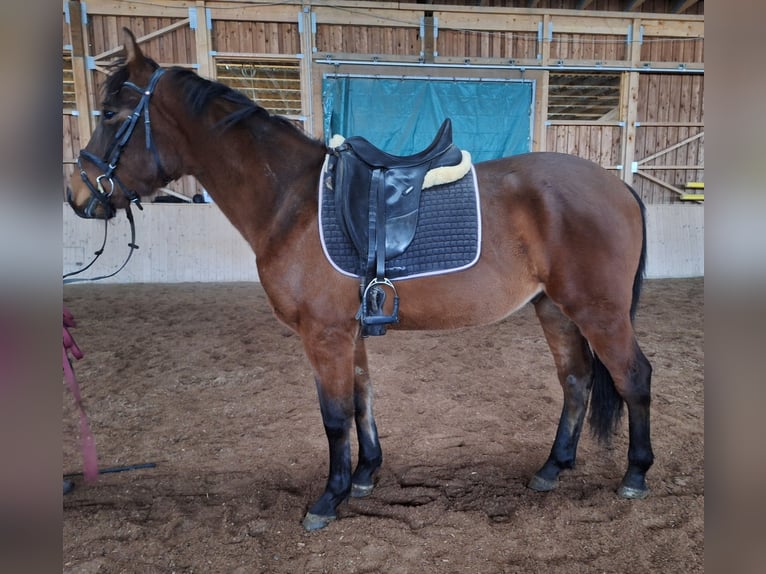 Cheval de sport hongrois Hongre 4 Ans 160 cm Bai brun in Traßnitz