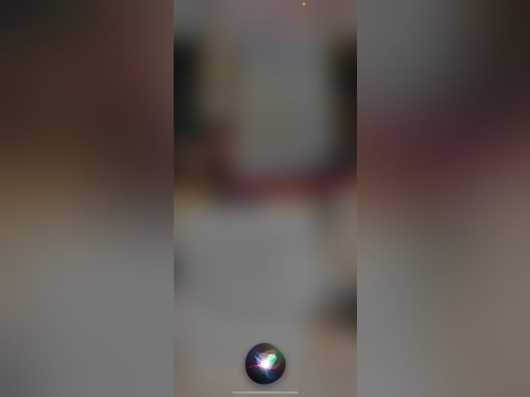 Cheval de sport hongrois Hongre 4 Ans 160 cm Gris pommelé in enns Cheval de sport hongrois Hongre 4 Ans 160 cm Gris pommelé in enns