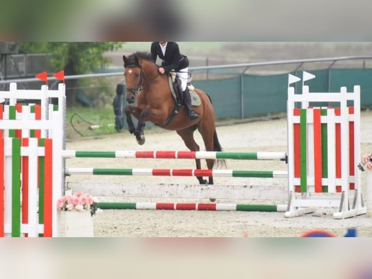 Cheval de sport hongrois Hongre 4 Ans 164 cm Bai in Karlsruhe