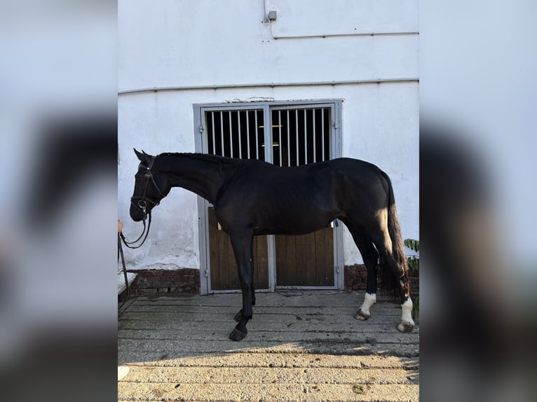 Cheval de sport hongrois Hongre 4 Ans 164 cm Noir in Dévaványa