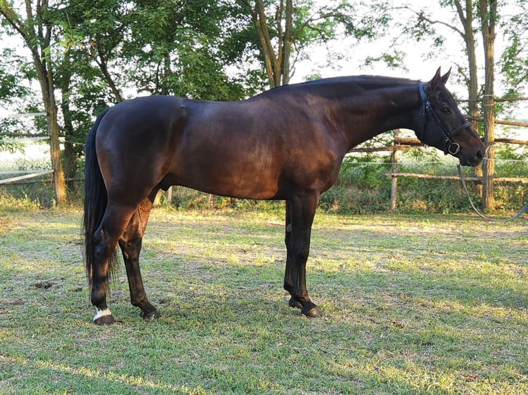 Cheval de sport hongrois Hongre 4 Ans 166 cm Bai brun in Békés