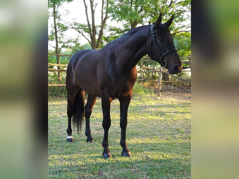 Cheval de sport hongrois Hongre 4 Ans 166 cm Bai brun in Békés