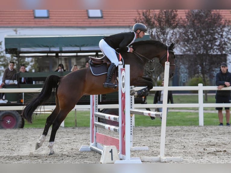 Cheval de sport hongrois Hongre 4 Ans 166 cm Bai cerise in Békés