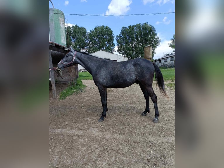 Cheval de sport hongrois Hongre 4 Ans 166 cm Gris in Gyenesdiás