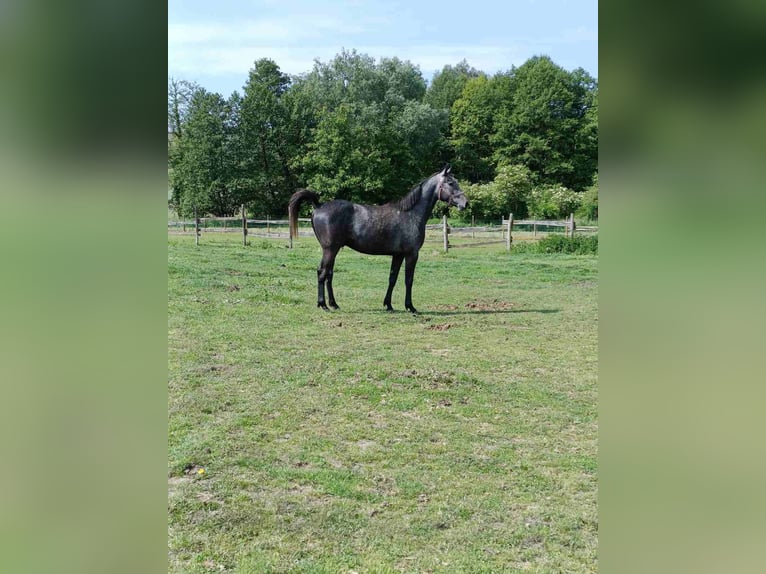 Cheval de sport hongrois Hongre 4 Ans 166 cm Gris in Gyenesdiás