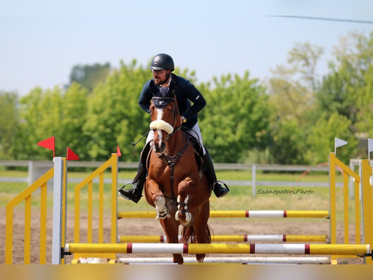 Cheval de sport hongrois Hongre 4 Ans 167 cm Alezan brûlé in Mako