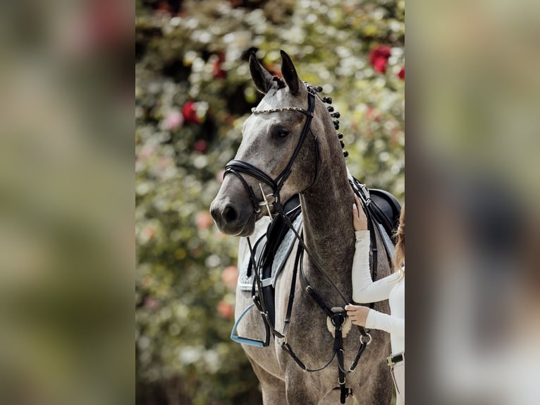 Cheval de sport hongrois Hongre 4 Ans 167 cm Gris in Dachau