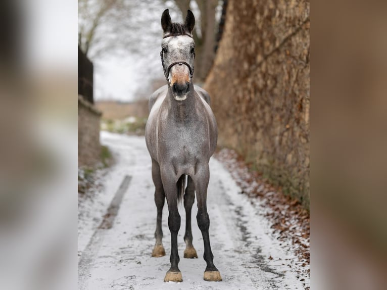 Cheval de sport hongrois Hongre 4 Ans 167 cm Gris in Dachau