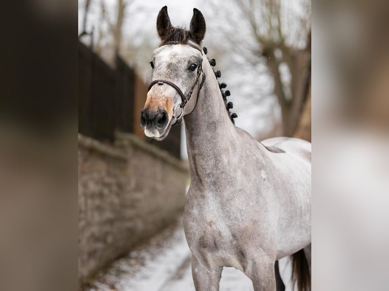 Cheval de sport hongrois Hongre 4 Ans 167 cm Gris in Dachau