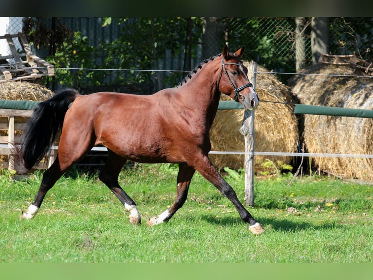 Cheval de sport hongrois Hongre 4 Ans 170 cm Bai cerise in Győr