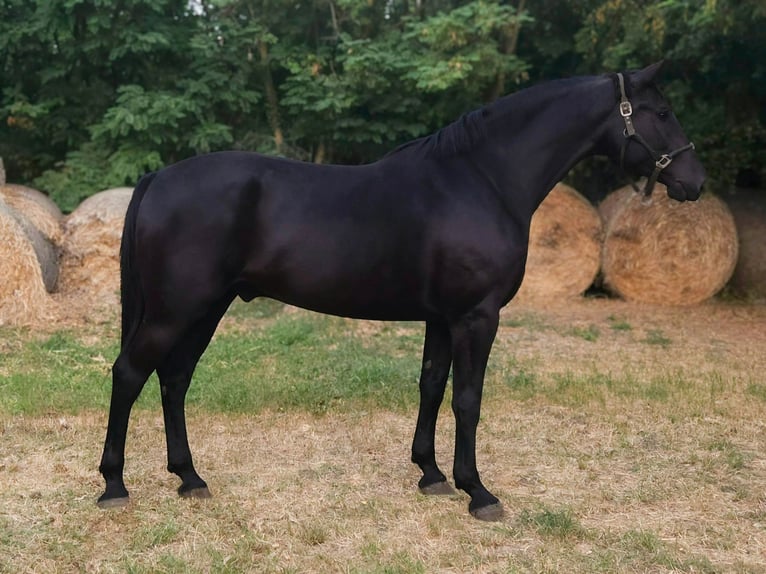 Cheval de sport hongrois Croisé Hongre 4 Ans 171 cm Noir in Békés