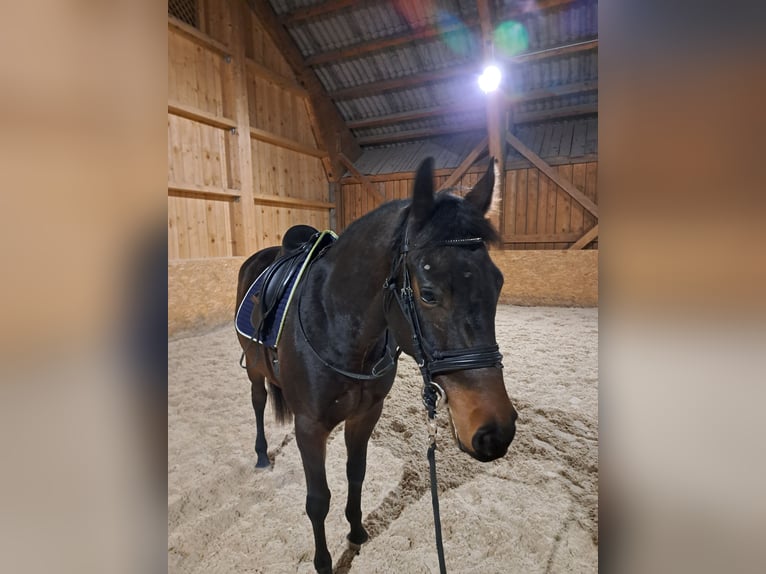 Cheval de sport hongrois Hongre 4 Ans Bai in Sarleinsbach
