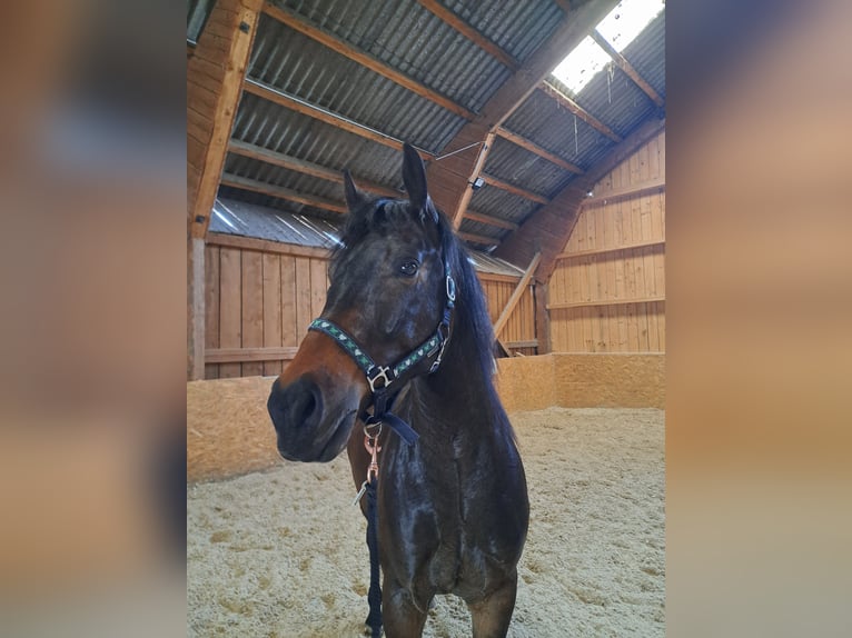 Cheval de sport hongrois Hongre 4 Ans Bai in Sarleinsbach