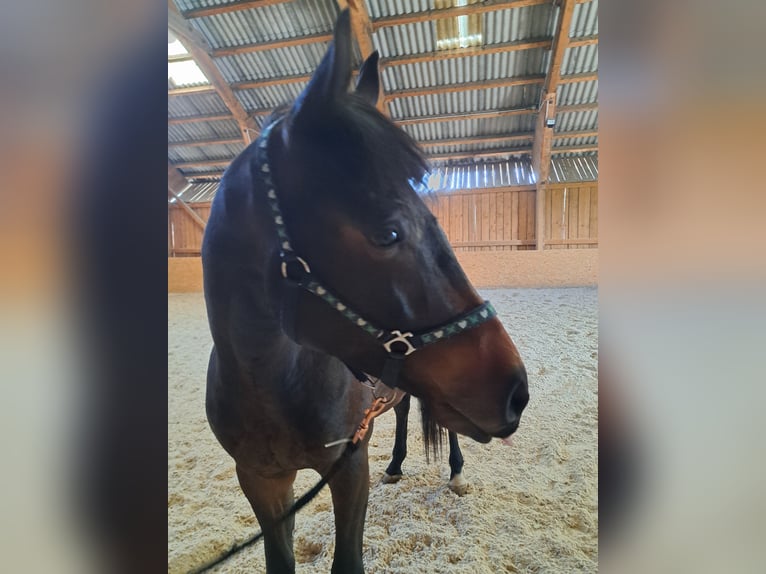 Cheval de sport hongrois Hongre 4 Ans Bai in Sarleinsbach
