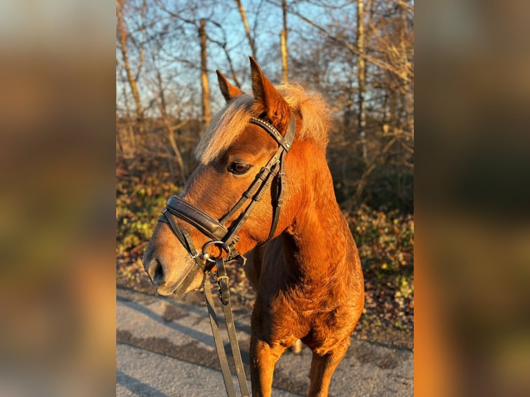 Cheval de sport hongrois Hongre 5 Ans 141 cm Alezan in Overath