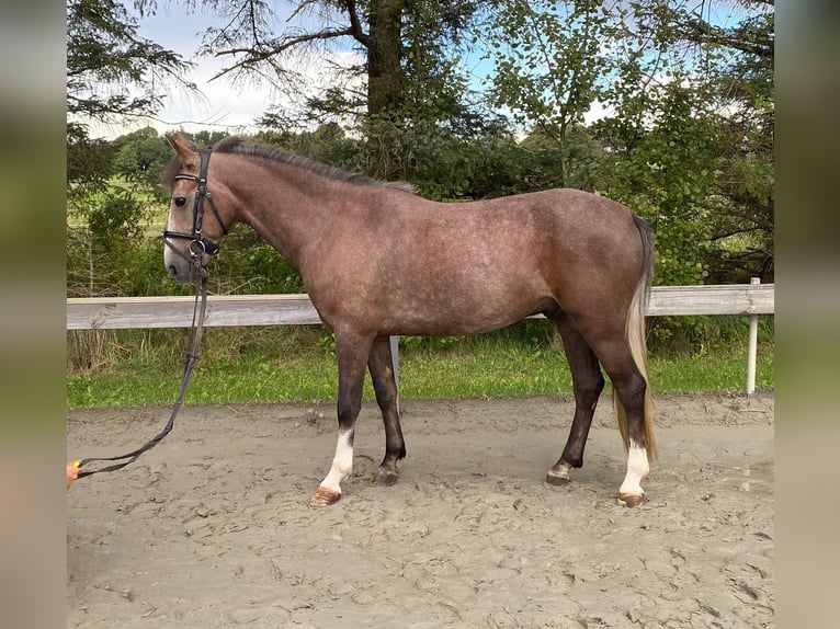 Cheval de sport hongrois Hongre 5 Ans 146 cm Gris (bai-dun) in Süderlügum