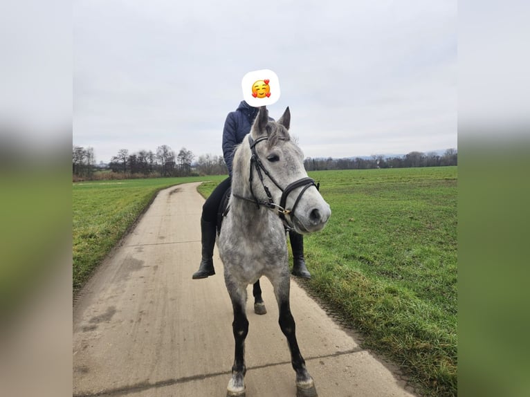 Cheval de sport hongrois Croisé Hongre 5 Ans 150 cm Gris pommelé in Frankfurt am Main