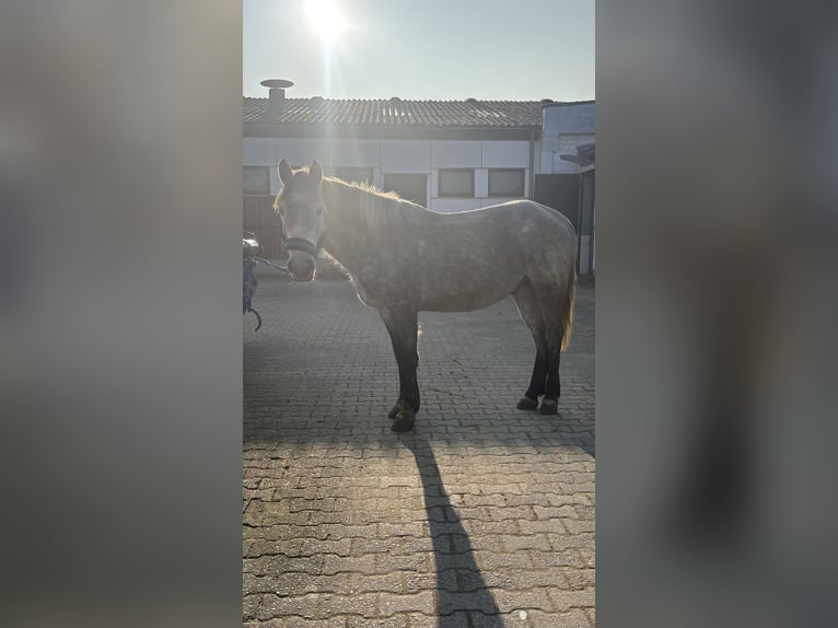 Cheval de sport hongrois Croisé Hongre 5 Ans 150 cm Gris pommelé in Frankfurt am Main