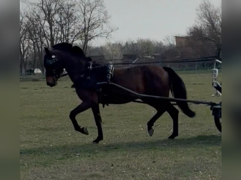 Cheval de sport hongrois Hongre 5 Ans 154 cm Bai cerise in Tass