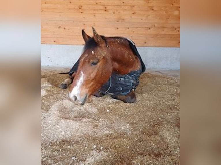 Cheval de sport hongrois Hongre 5 Ans 154 cm Bai in Tillmitsch