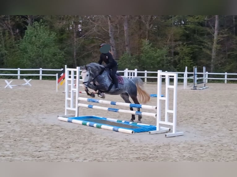 Cheval de sport hongrois Hongre 5 Ans 155 cm Gris in Horb am Neckar