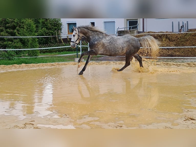 Cheval de sport hongrois Hongre 5 Ans 155 cm Gris in Horb am Neckar