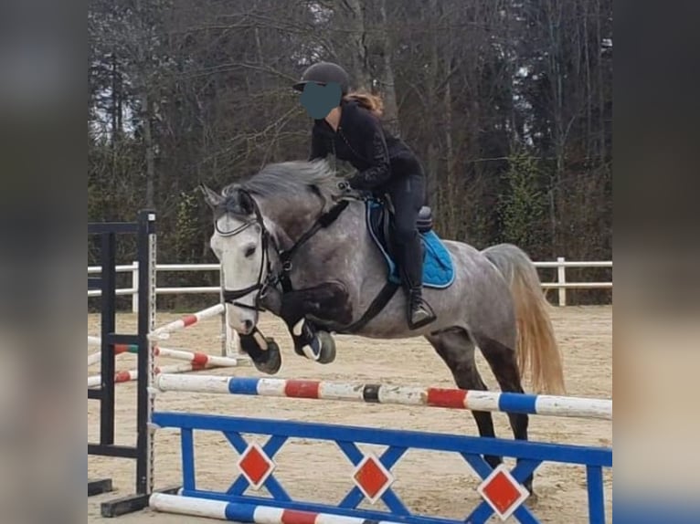 Cheval de sport hongrois Hongre 5 Ans 155 cm Gris in Horb am Neckar