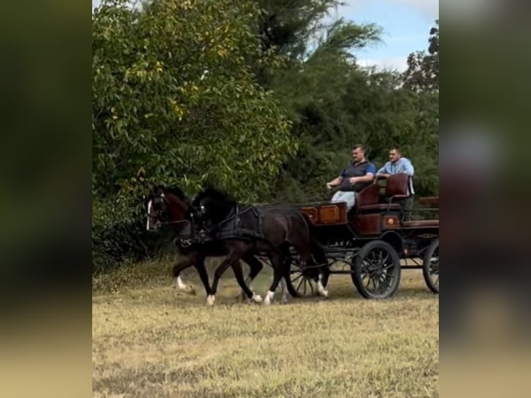 Cheval de sport hongrois Croisé Hongre 5 Ans 158 cm Bai cerise in Tass