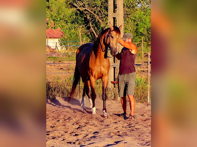 Cheval de sport hongrois Hongre 5 Ans 158 cm Buckskin in Ladánybene